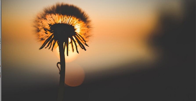 PicasaPhotoViewer  独木成林提取版(GOOGLE 谷歌看图软件)